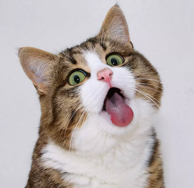 rexie emojoi cat
