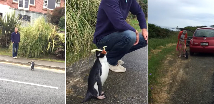 friendly penguin New Zealand