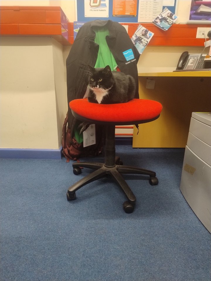 Mischief the cat Plymouth