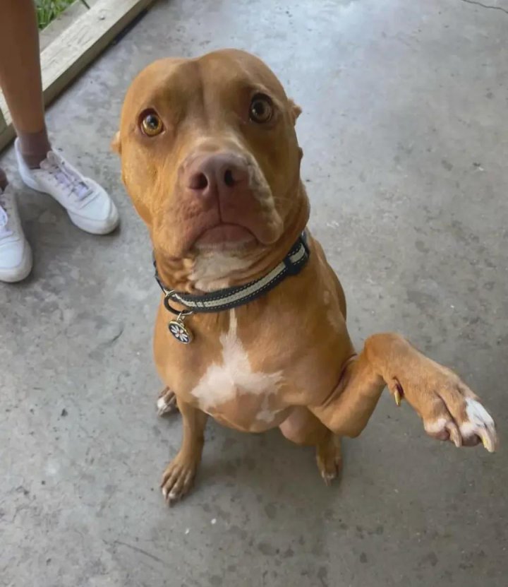 dog shakes paw when meeting new people