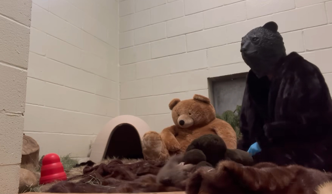 humane society dress as bears to care for cub