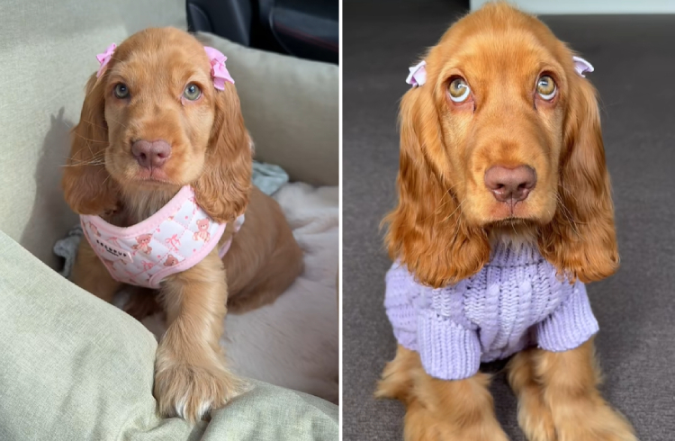 Dog disney princess cocker spaniel penny