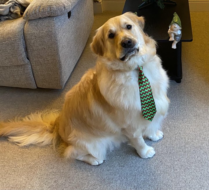 dog gets tie from groomers