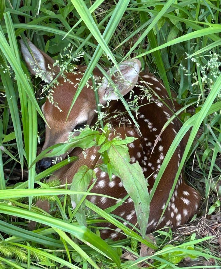 baby deer