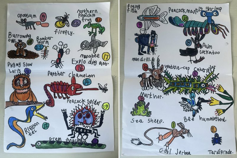 boy draws 99 animals for David Attenborough