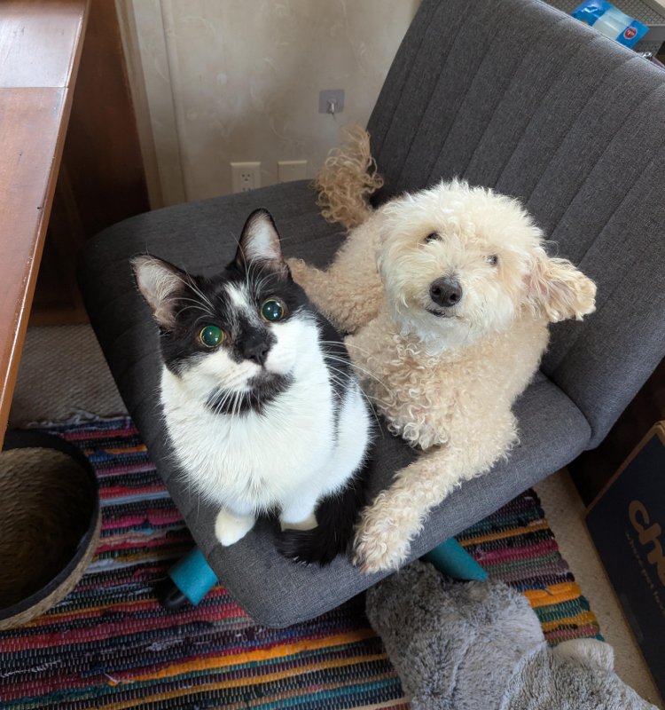 blind cat and dog pals