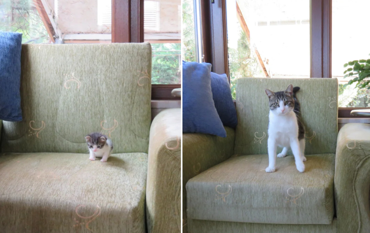 cat kitten grew up