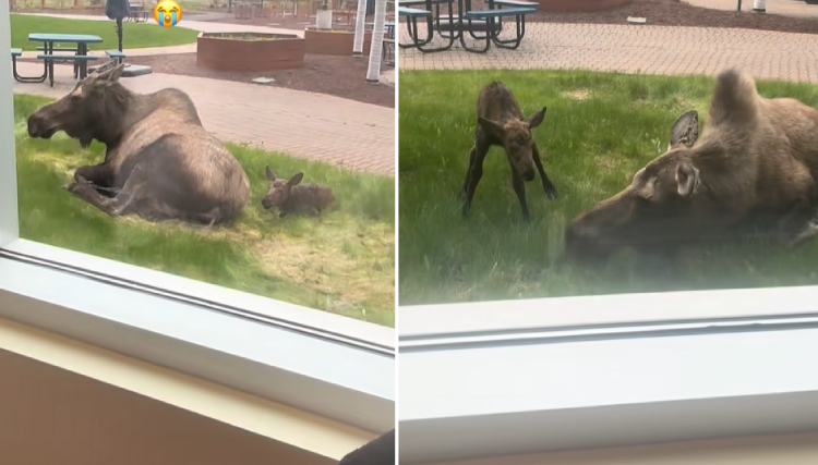 baby moose born outside of hospital