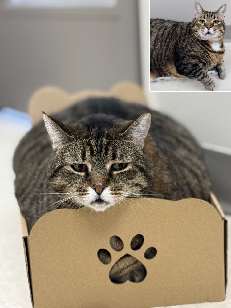 cute fat cat adopted