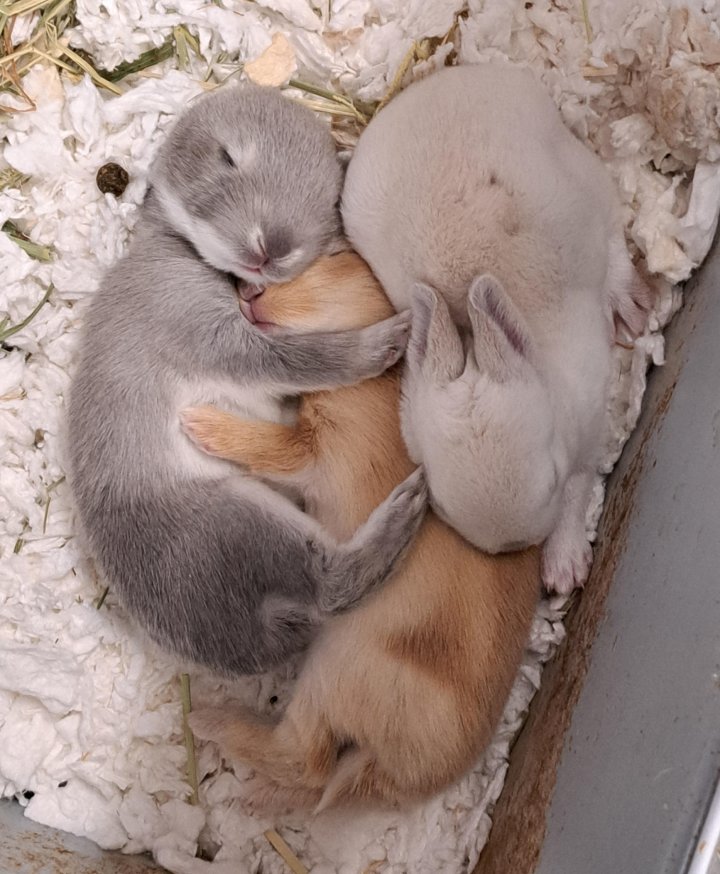 baby bunnies cuddling