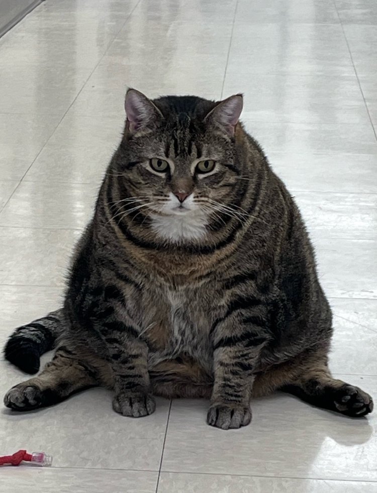 fat cat adopted