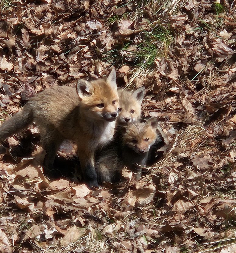 fox cubs on walk