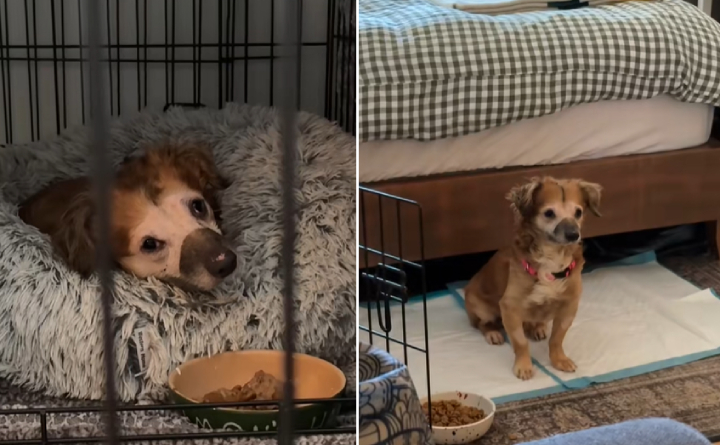 Tiki extremely fearful foster dog