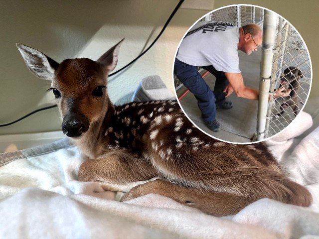 man saves baby deer unborn