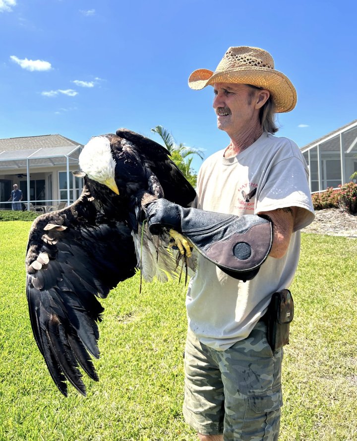 man rescues bald eagle from lake alligator