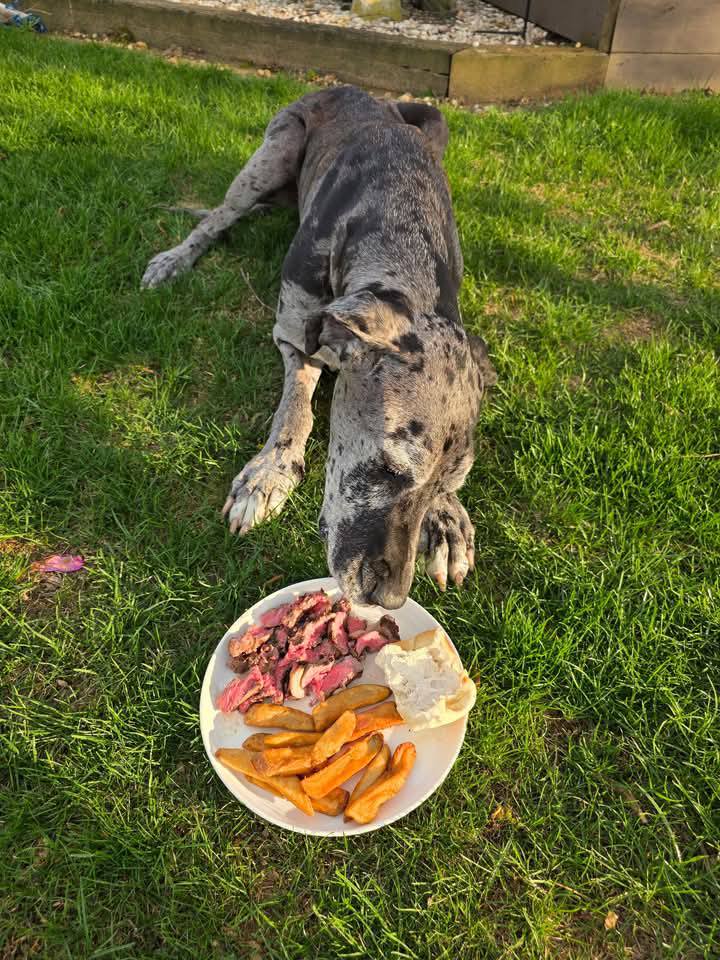last meal for dog steak