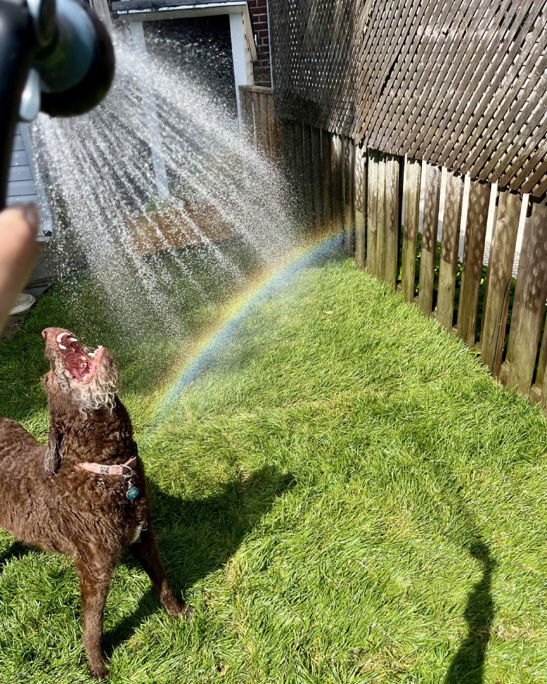dog and rainbow