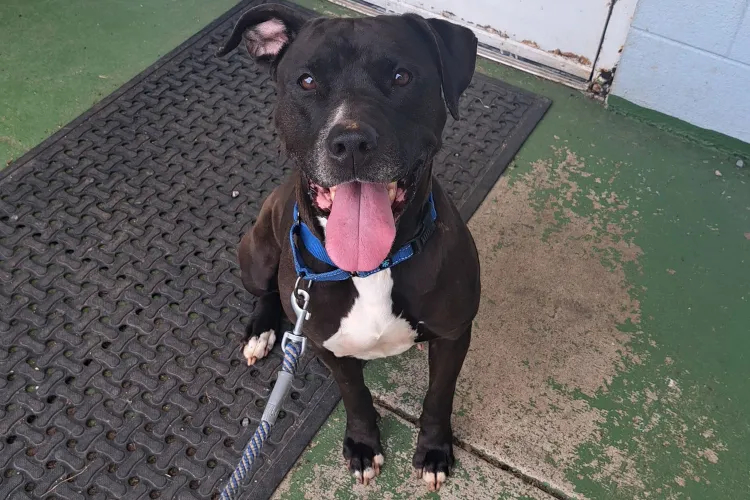 hero dog senses medical emergency in stranger