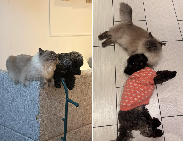 cat and dog pals