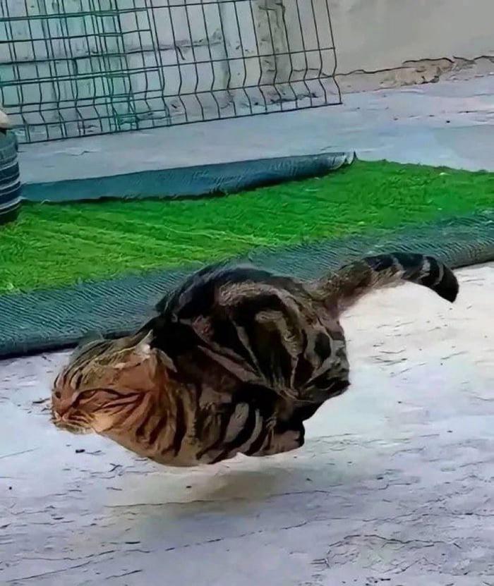 I am speed cat