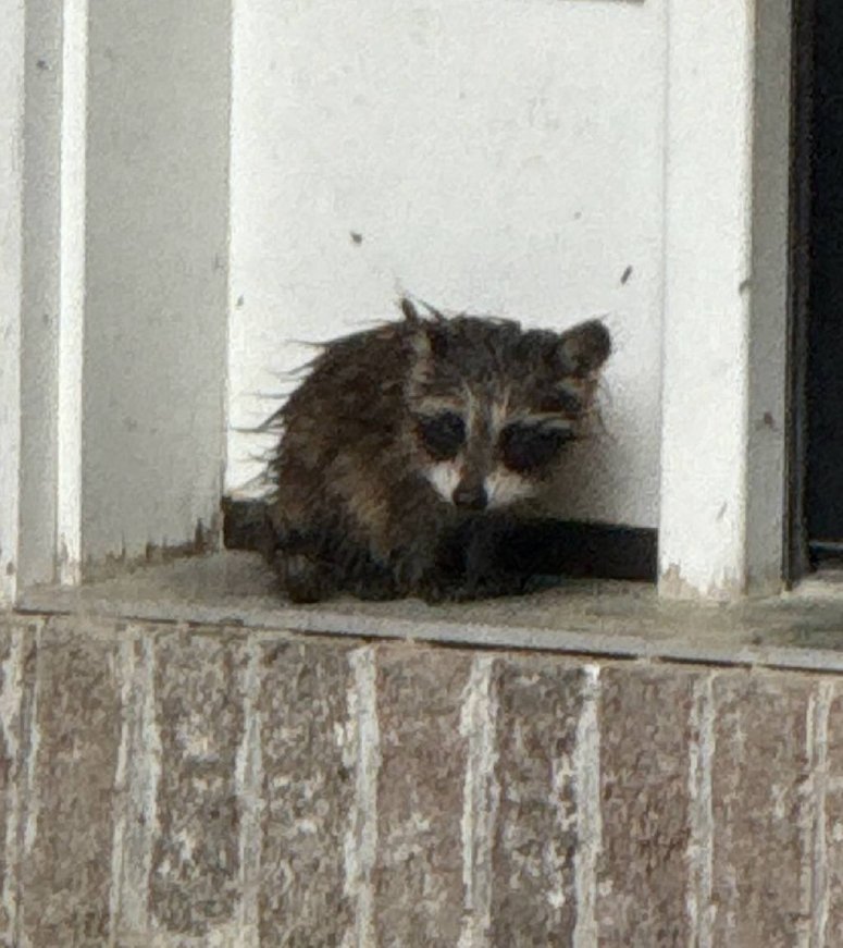 baby raccoon wet cold