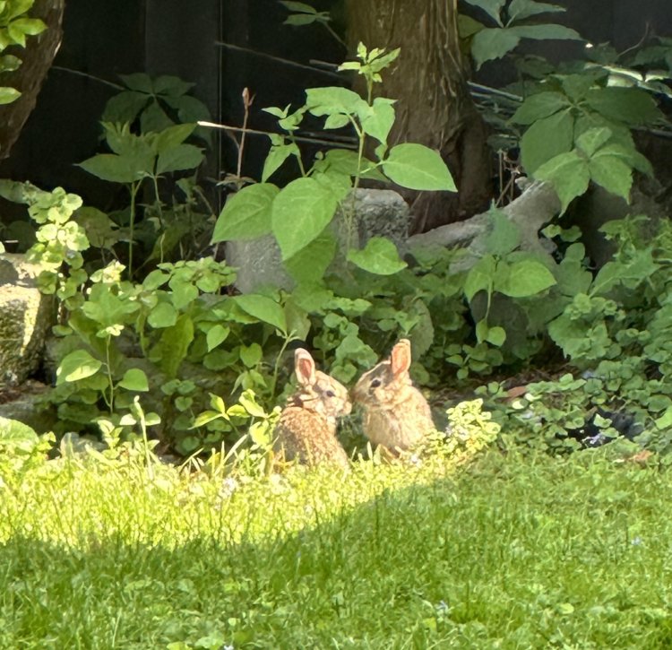 baby bunnies in wild