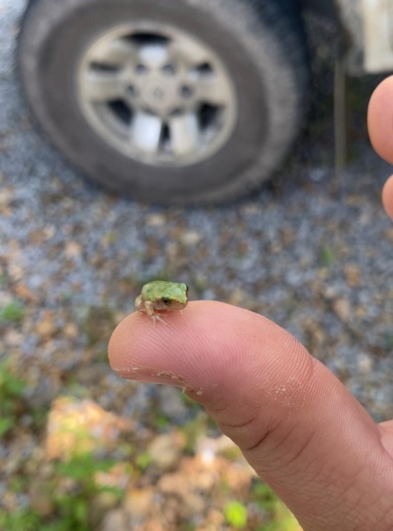 tiny frog
