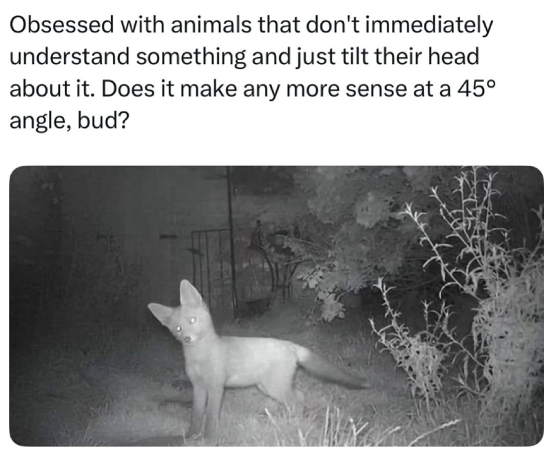 head tilt animals