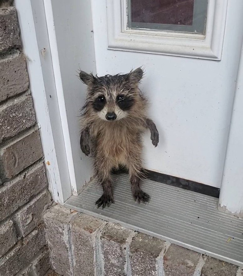 baby raccoon standing up