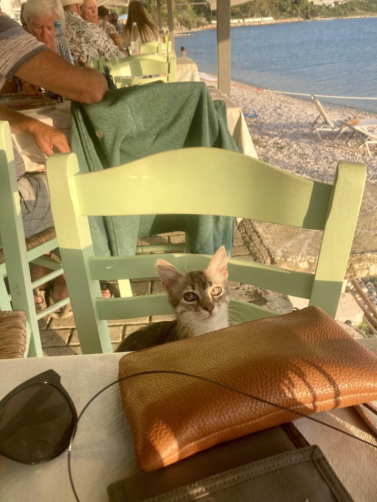 cat in Greece cafe