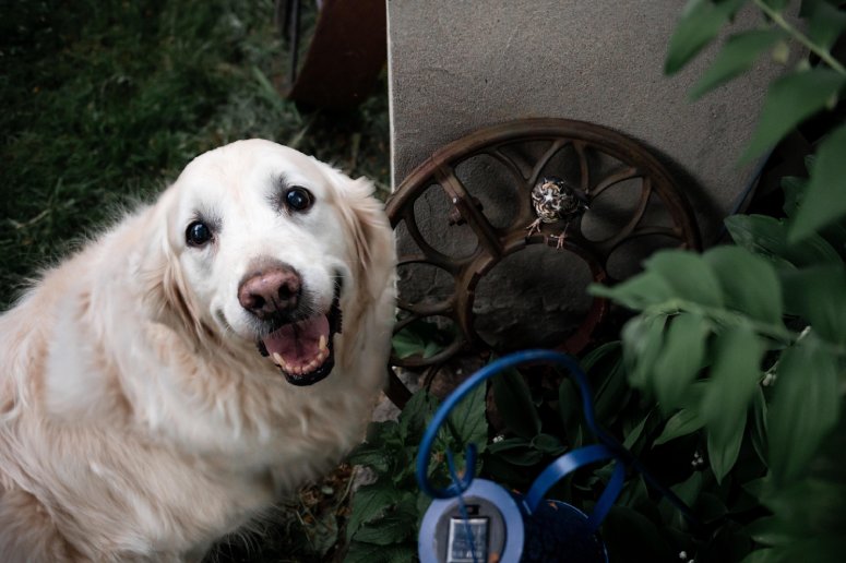 dog and robin friend