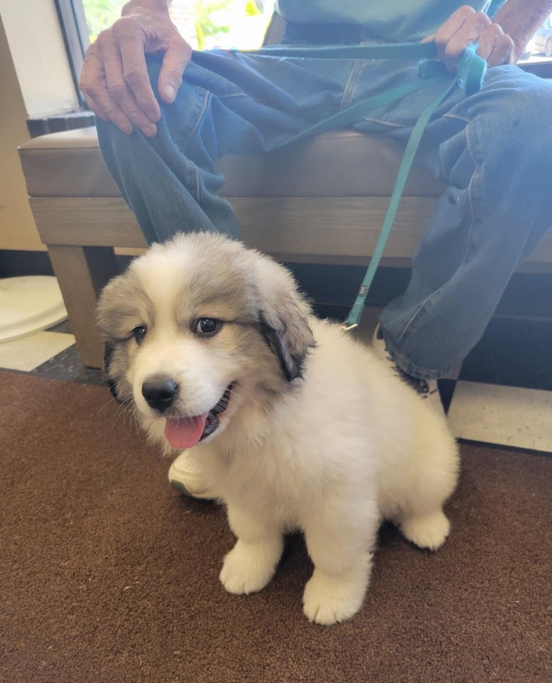 puppy great pyranese