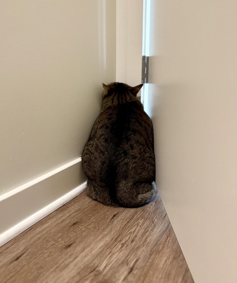 cat new house