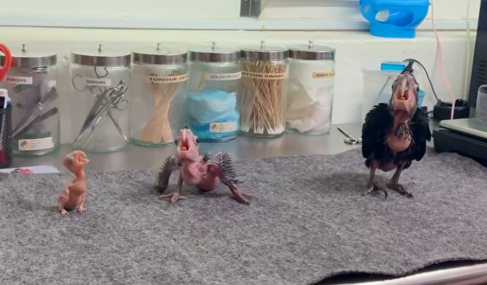 baby cockatoos dinosaurs