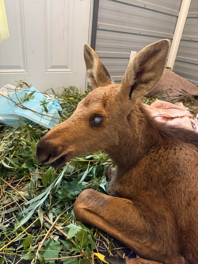 Cedar blind moose rescue
