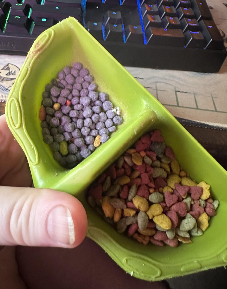 bird sorts food colors