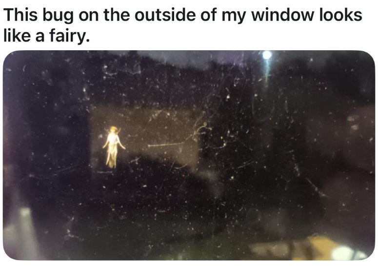 bug or fairy