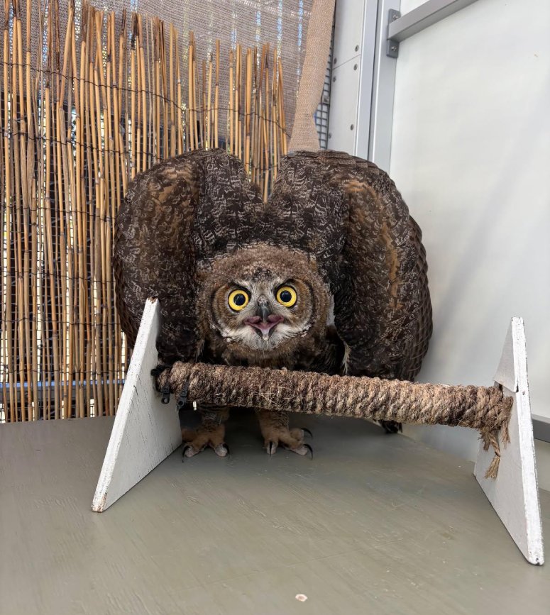 owl scared