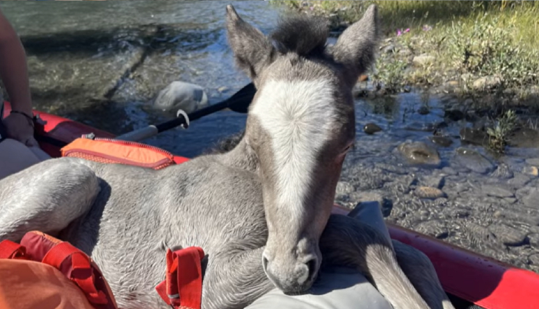 paddlers save horse water