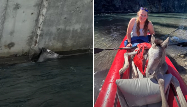 kayakers save foal