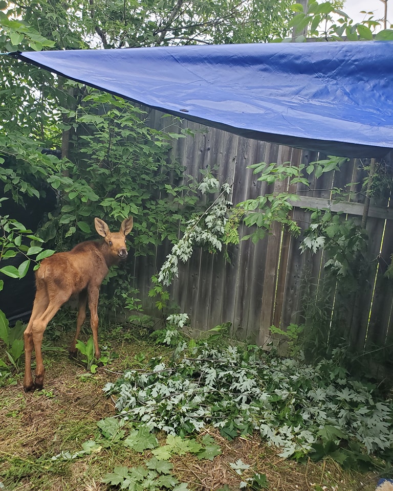 blind moose rescue Toronto Zoo