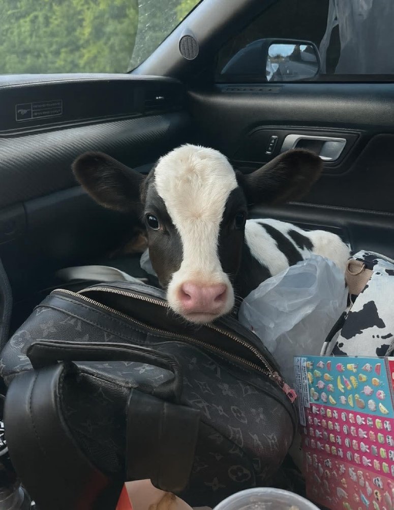 baby cow in car