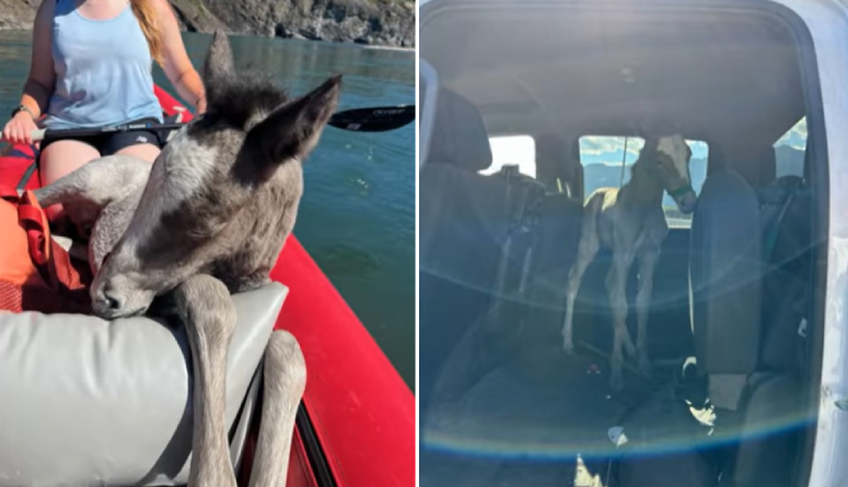 kayakers save baby horse in water