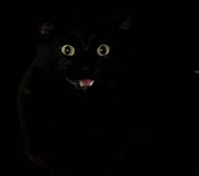 black cat camo
