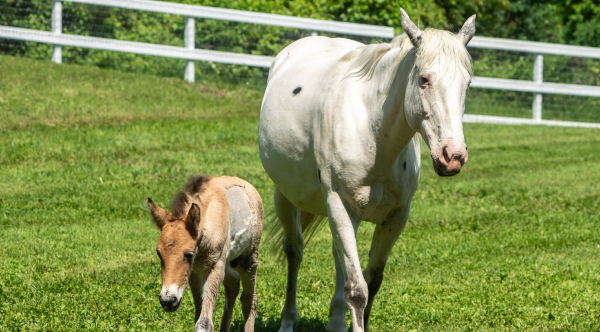 Rejected By His Mother, A Rare Wild Horse Foal Finds Love In A Grieving Mare