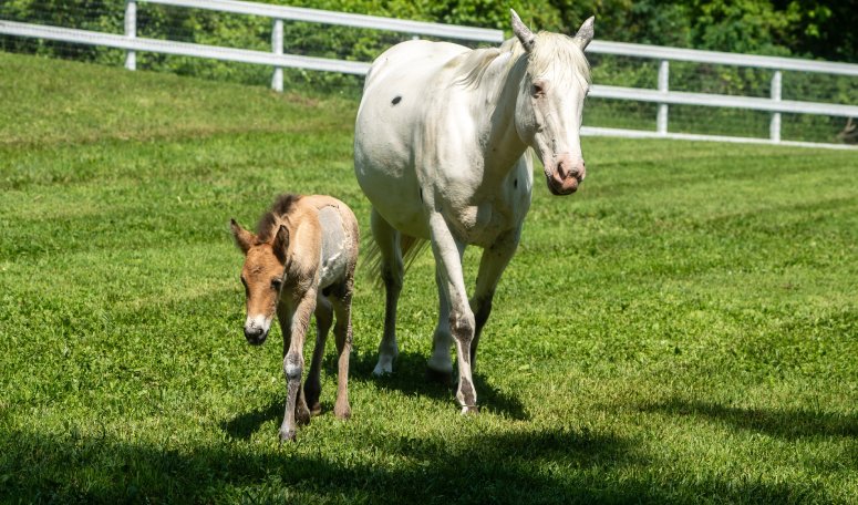 horse adopts abandoned foal