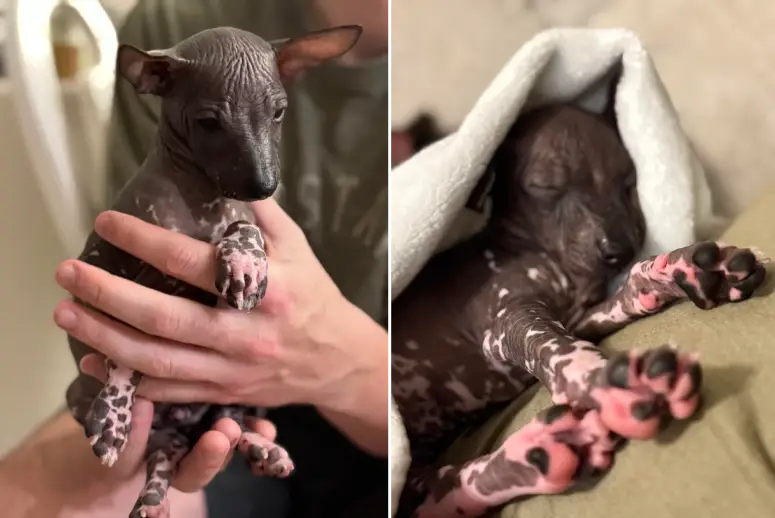 hairless dog xolo