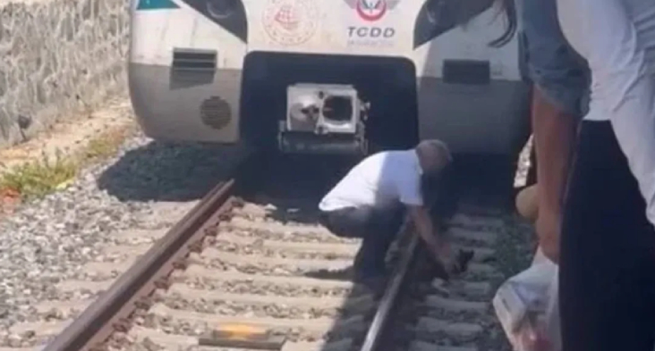 train driver stops to save kitten on tracks