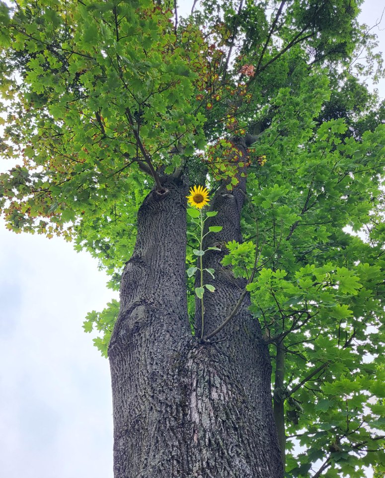sunflower on tree