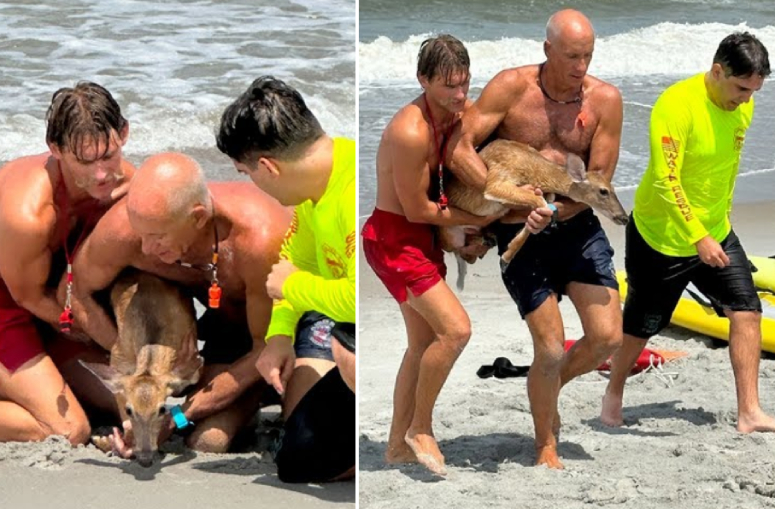 lifeguards rescue deer in Ocean